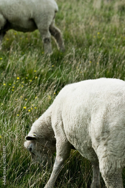 Fototapeta geschoren