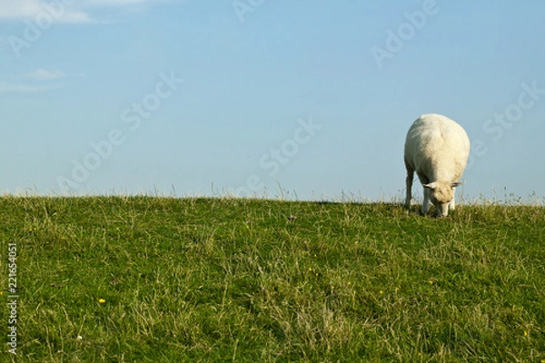 Fototapeta horizontales schaf