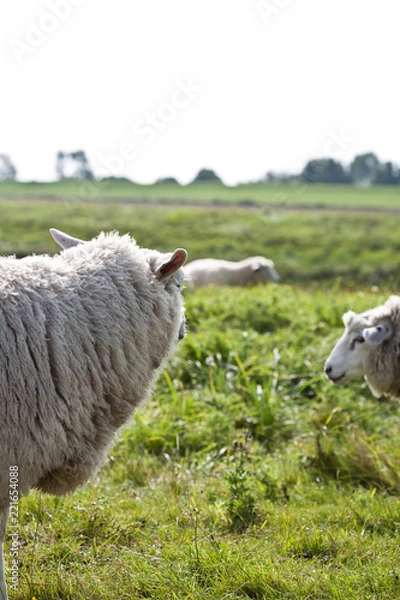 Fototapeta schafskopp