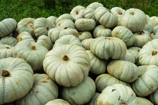Obraz graue Kürbisse Cucurbita maxima