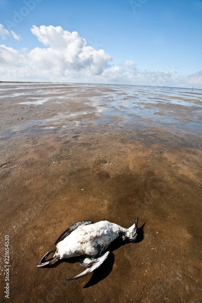 Fototapeta dead bird