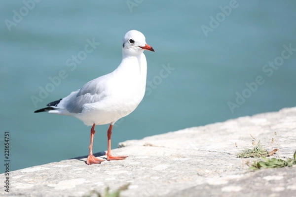 Fototapeta Présentation Oiseau