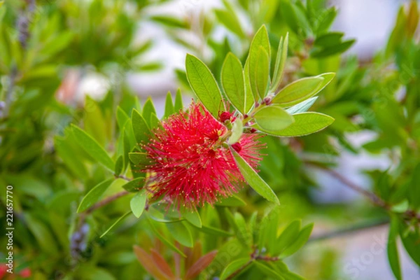 Obraz red flower callistemon