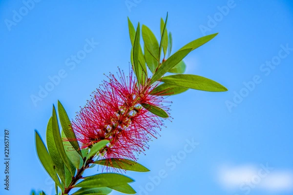 Obraz red flower callistemon