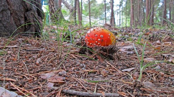Obraz Fly agaric in the forest