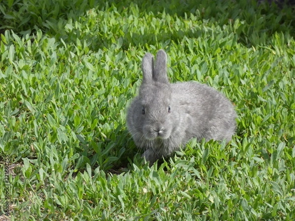Obraz Little rabbit on grass