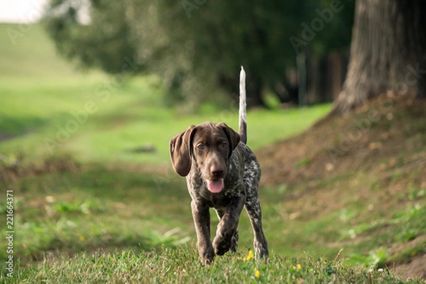 Fototapeta german shorthaired pointer, german kurtshaar one spotted little puppy runs along the grass on the street, a tree trunk and a field on the background, browns color, track, path