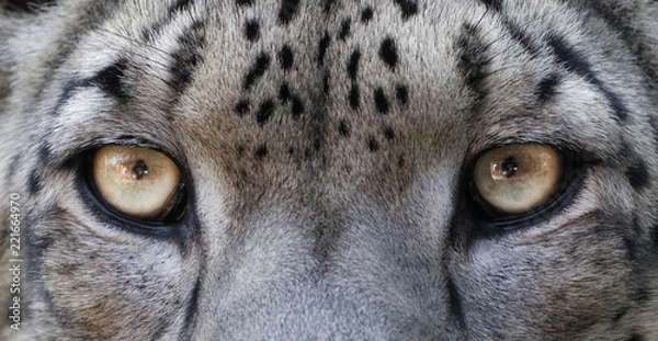 Fototapeta Détail des yeux d'une panthère des neiges en gros plan