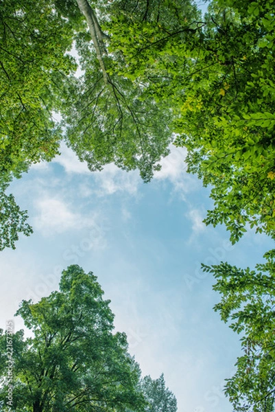 Obraz Treetop, canopy of the tree