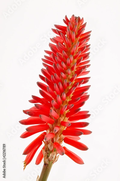 Obraz fleur rouge aloe