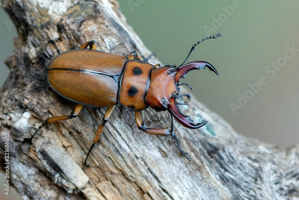 Obraz the stag beetle - homoderus gladiator