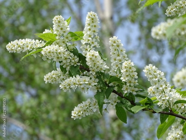 Obraz Kwitnąca czeremcha