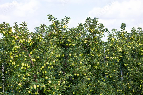 Fototapeta The Apples on the Trees