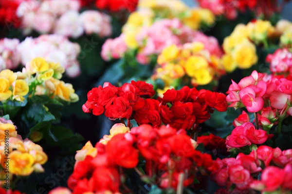Fototapeta close up texture colorful gardening begonia flower