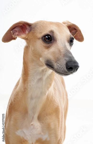 Obraz whippet