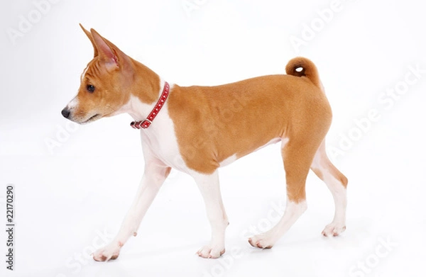 Obraz young basenji