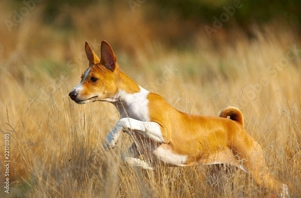Obraz running basenji