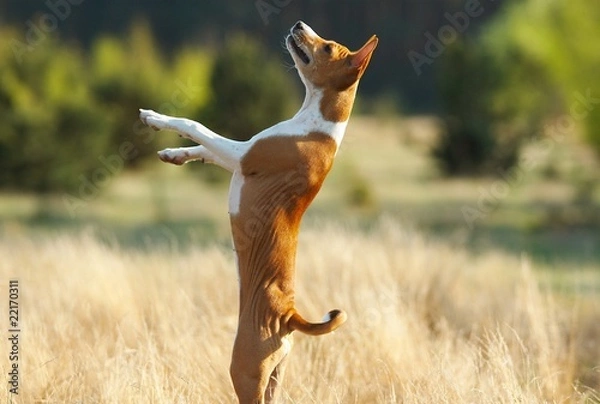 Obraz acrobat basenji