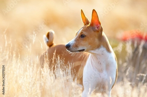 Fototapeta basenji portrait