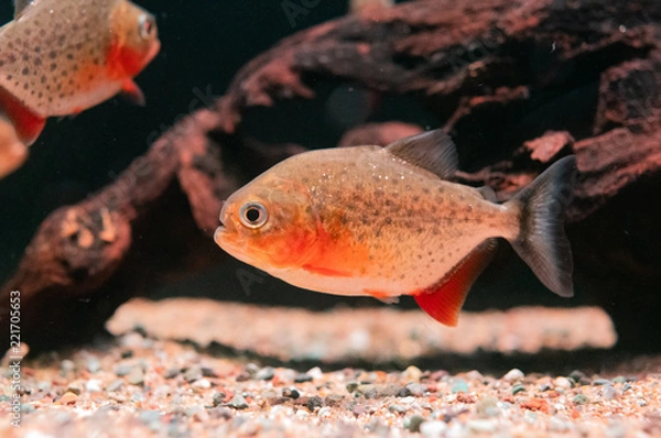 Fototapeta ピラニア