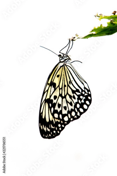 Obraz Butterfly hanging from leaf