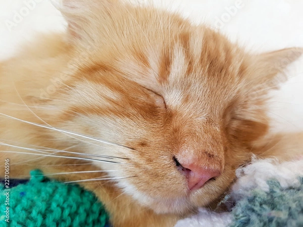 Fototapeta Ginger Car Sleeping