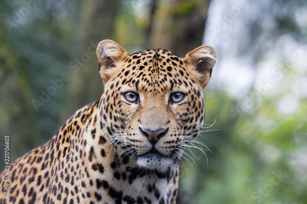 Fototapeta Panthère de Java en gros plan fixe l'objectif