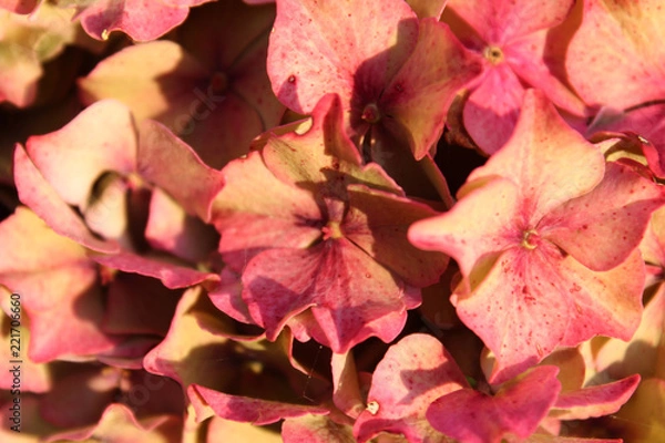 Obraz Close up of pink flowers