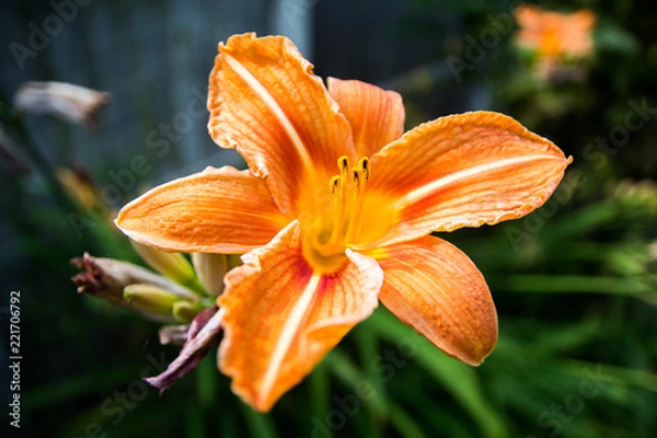 Obraz Close up of orange lily