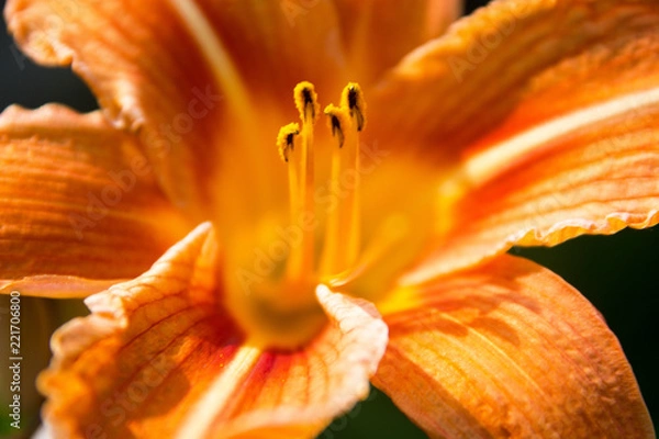Obraz Close up of orange lily