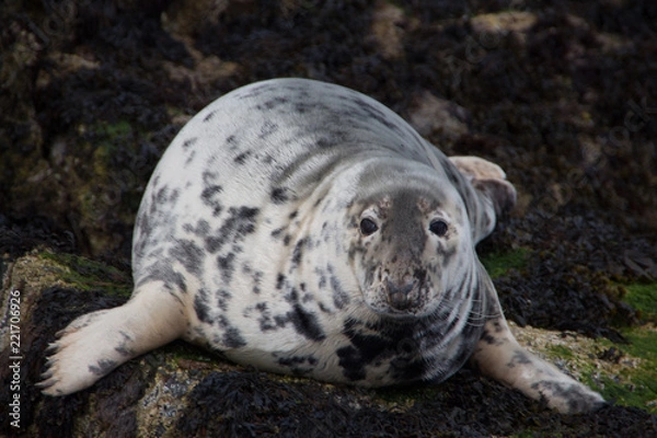 Obraz Seal looking at camera