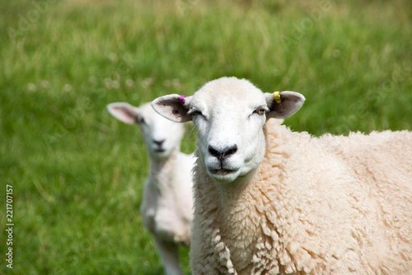 Fototapeta Lamb and mum looking at camera