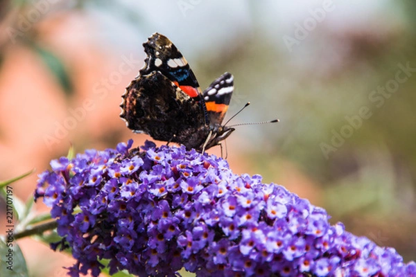 Obraz Red Admiral on Budlia