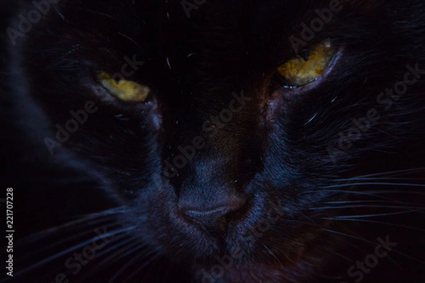 Obraz Black Cat Looking at Camera