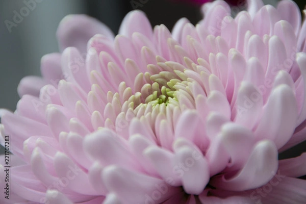 Obraz Close Up of Chrysanthemum