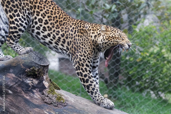 Fototapeta Panthère de Java qui s'étire