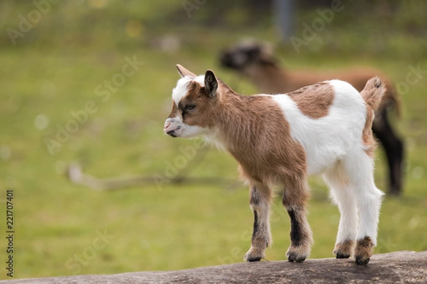 Obraz Kozła krasnoludne