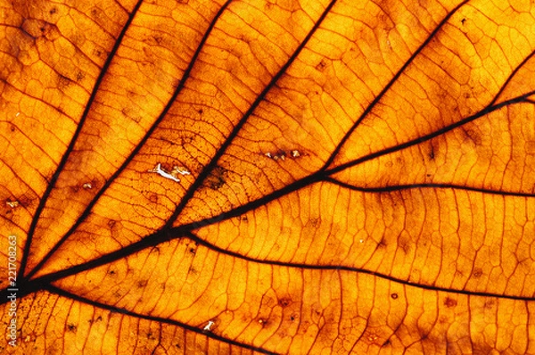 Obraz Background from an autumn leaf with streaks and cells