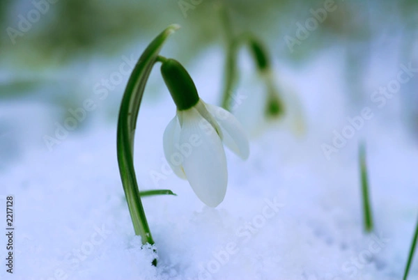 Fototapeta snow-drop