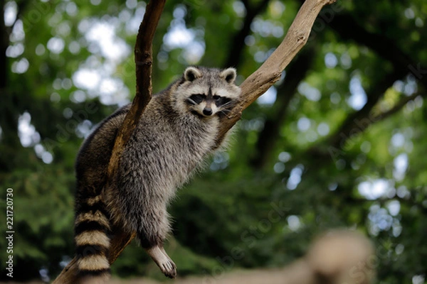 Obraz Full body of relaxing common lotor procyon raccoon on the tree branch