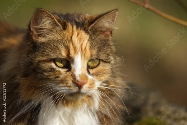 Obraz cat with green eyes