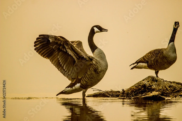 Obraz goose in water
