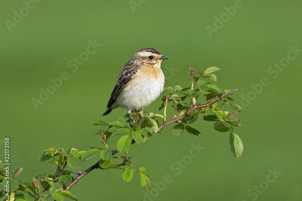 Obraz Whinchat (Saxicola rubetra)