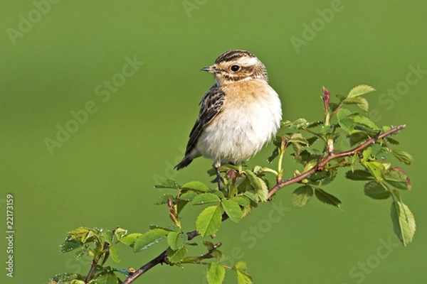 Obraz Whinchat (Saxicola rubetra)