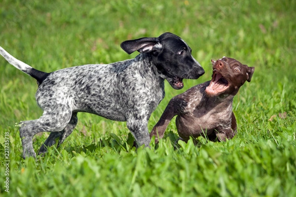 Fototapeta german shorthaired pointer, kurtshaar two spotted little puppy, black and brown in a white spot, playing on the grass together, funny muzzles, sunny day, bright photo