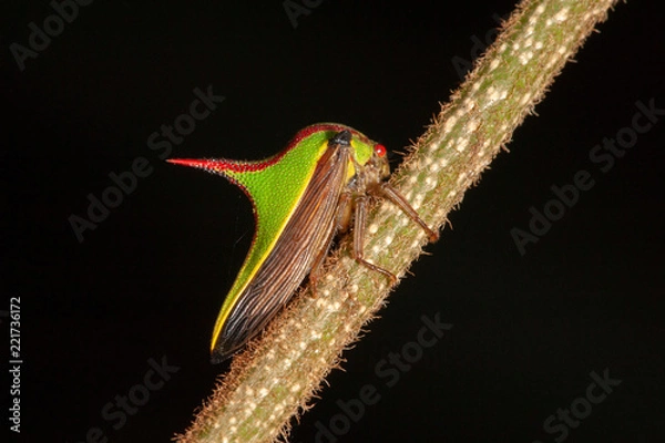 Fototapeta Thorn treehopper (Umbonia crassicornis) in a tropical rainforest, Costa Rica