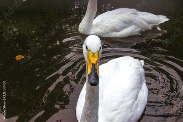 Obraz オオハクチョウ