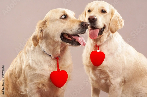 Obraz two dogs two hearts