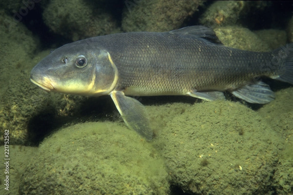 Obraz White Sucker pod wodą w rzece St. Lawrence