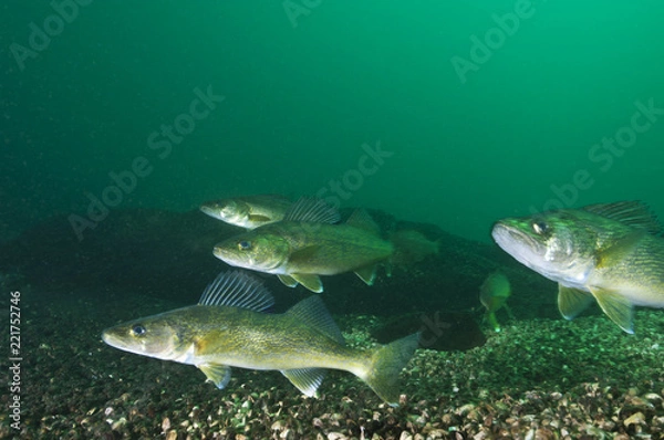 Obraz Walleye fishes in the St-Lawrence River